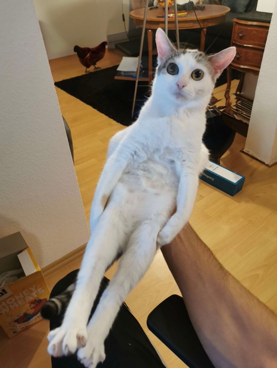 Tomoito tweet media