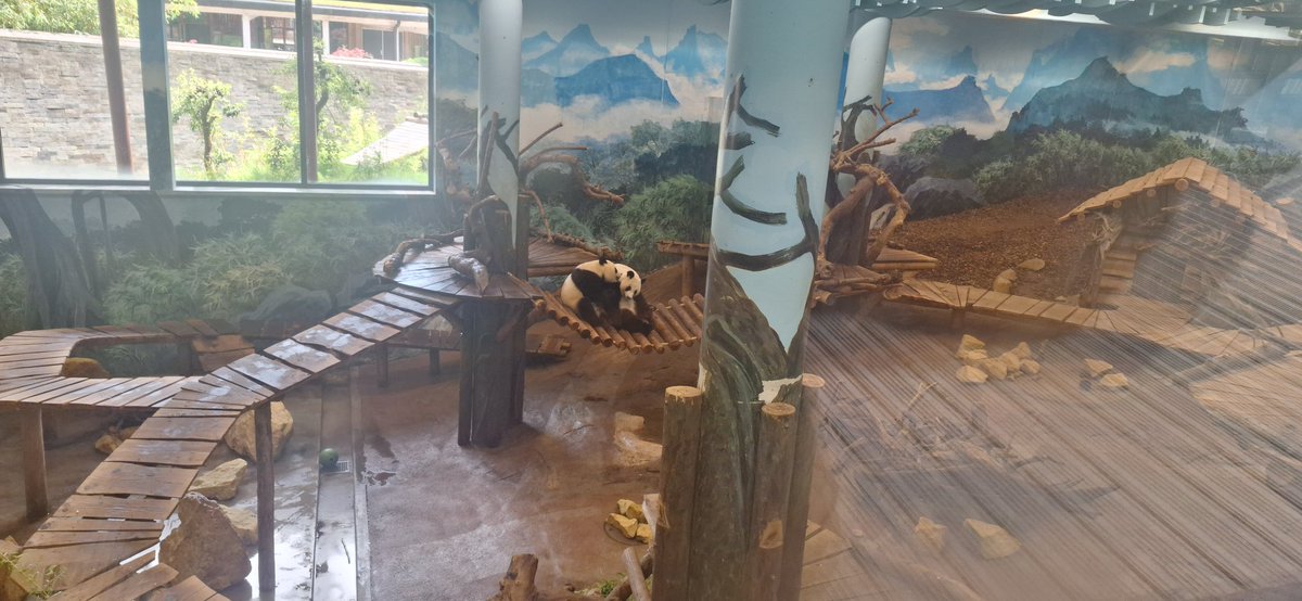 redtech13_vrc's tweet photo. 今日はオランダの動物園に行ってきました。動物たちが捕らわれているのを見るのは心が痛みますが、この動物園は、サーカス出身など心に傷を負った動物たちのケアに非常に力を入れています。 https://t.co/N36Fcsvfwu