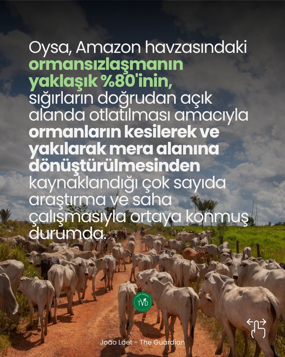TvdOrgTr's tweet photo. Yağmur ormanları sadece palm yağı için değil, çok daha büyük oranda #hayvancılık için açılan otlaklar, hayvan yemleri için ekilen tarım alanları ve diğer ticari faaliyetler uğruna yok edilmeye hala devam ediyor. https://t.co/3vvhSKlMSE