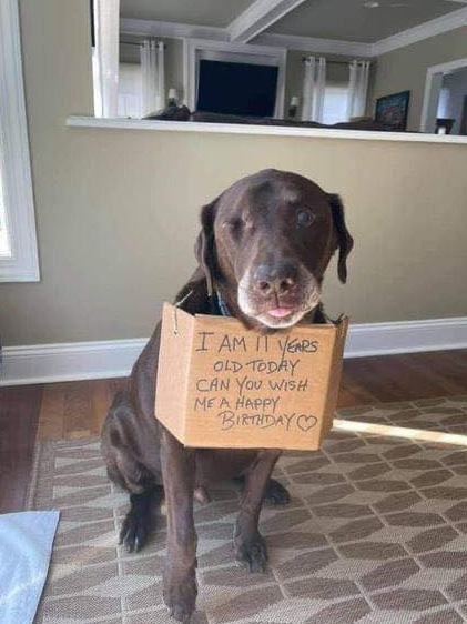 BestinDogs's tweet photo. Can you wish me a happy birthday 🥺❤️ https://t.co/Xii8Pro3PK