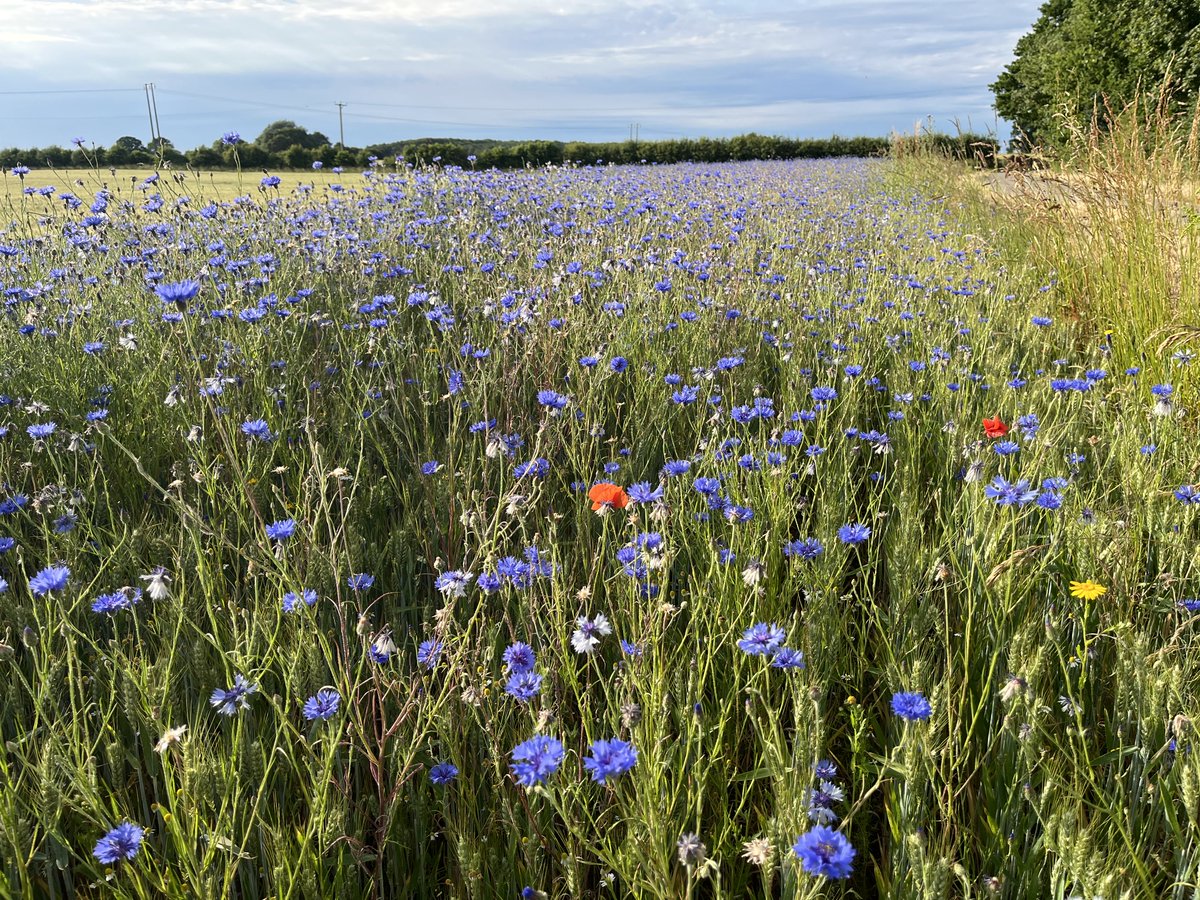 SustEnvFarming's tweet photo. Always leave a patch - can’t beat the colour on a summers evening #ForNature https://t.co/vC6u2H2jhB