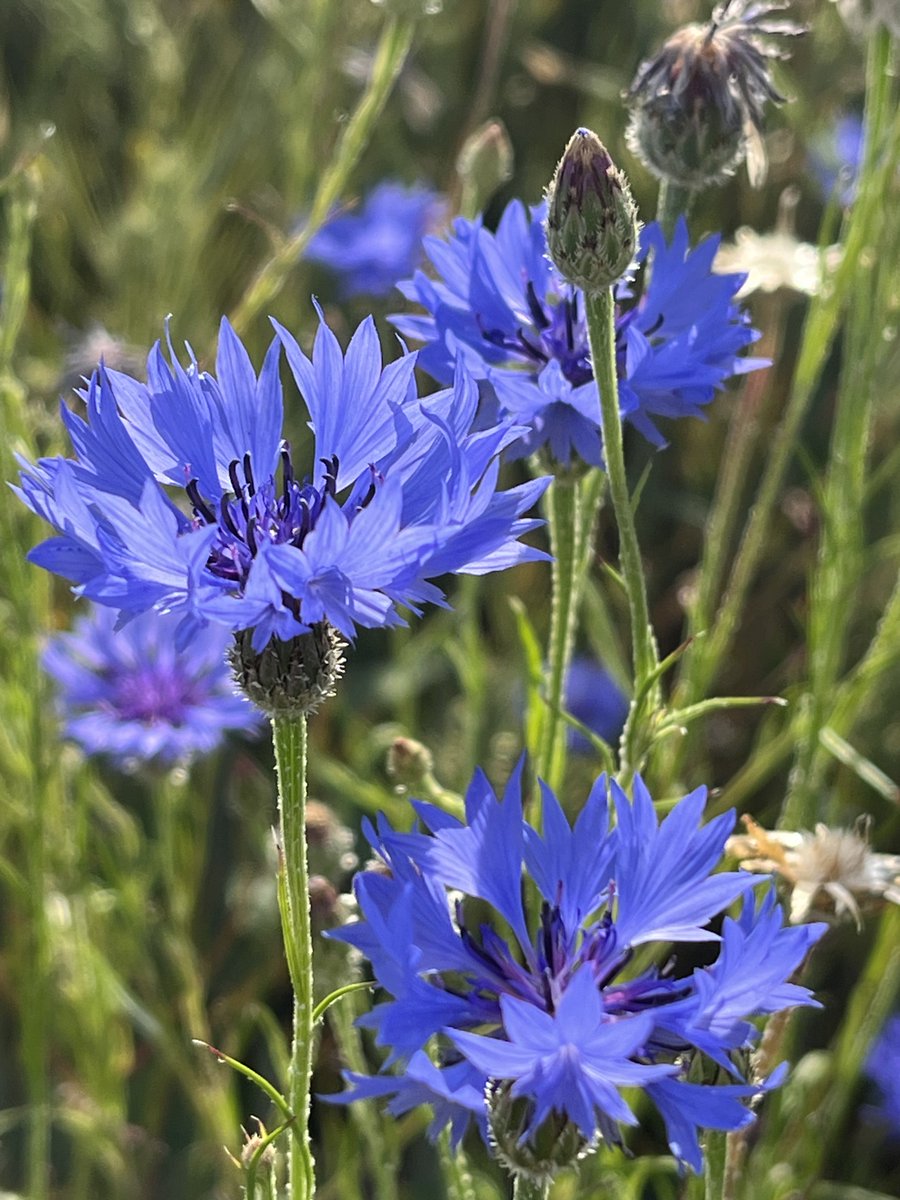 SustEnvFarming's tweet photo. Always leave a patch - can’t beat the colour on a summers evening #ForNature https://t.co/vC6u2H2jhB