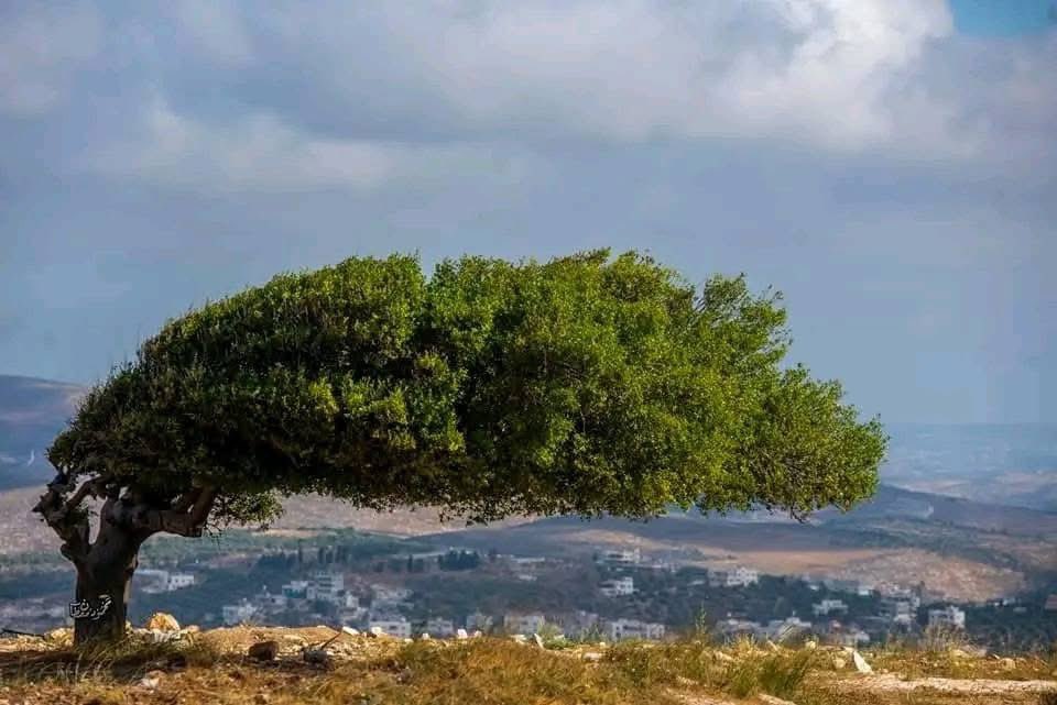 Wuistenfuchs's tweet photo. من أغرب أشجار فلسطين وهي موجودة في بلدة عصيرة الشمالية - نابلس ✨ https://t.co/C1YsHmN46A