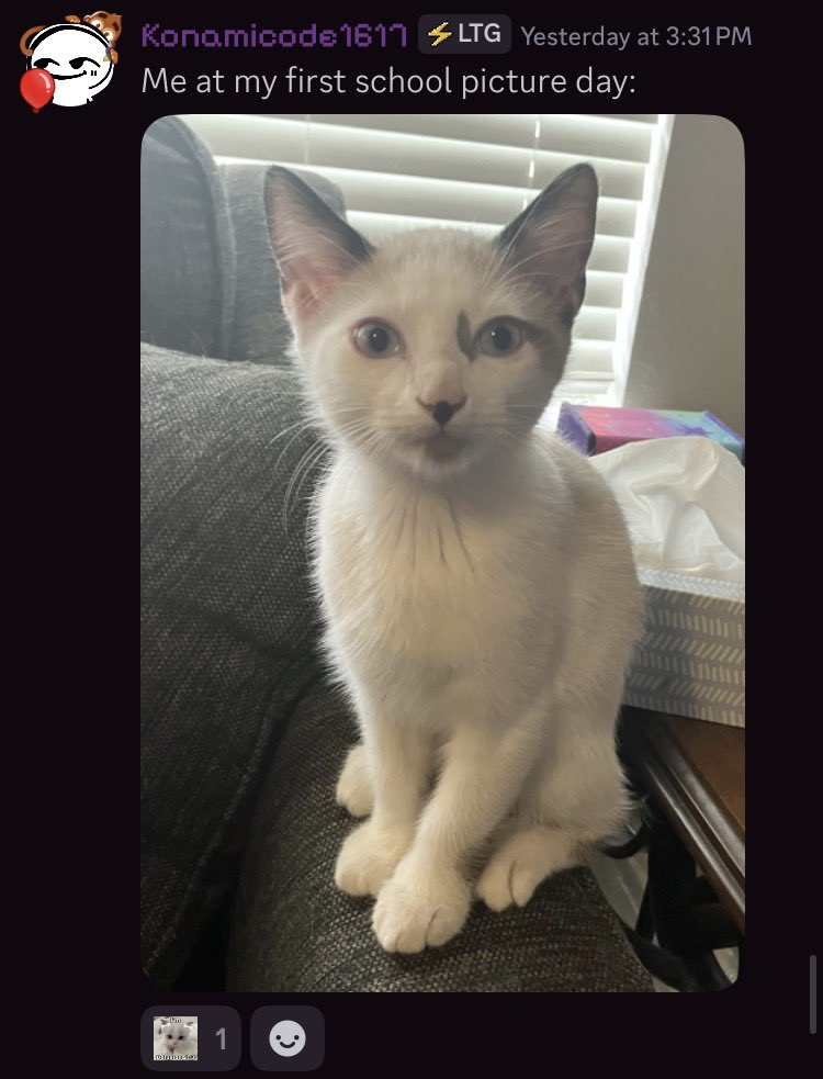 gloomypunks's tweet photo. My friends every time I post a delightful picture of my kitten, Zoomer https://t.co/AoCrBmKvoq