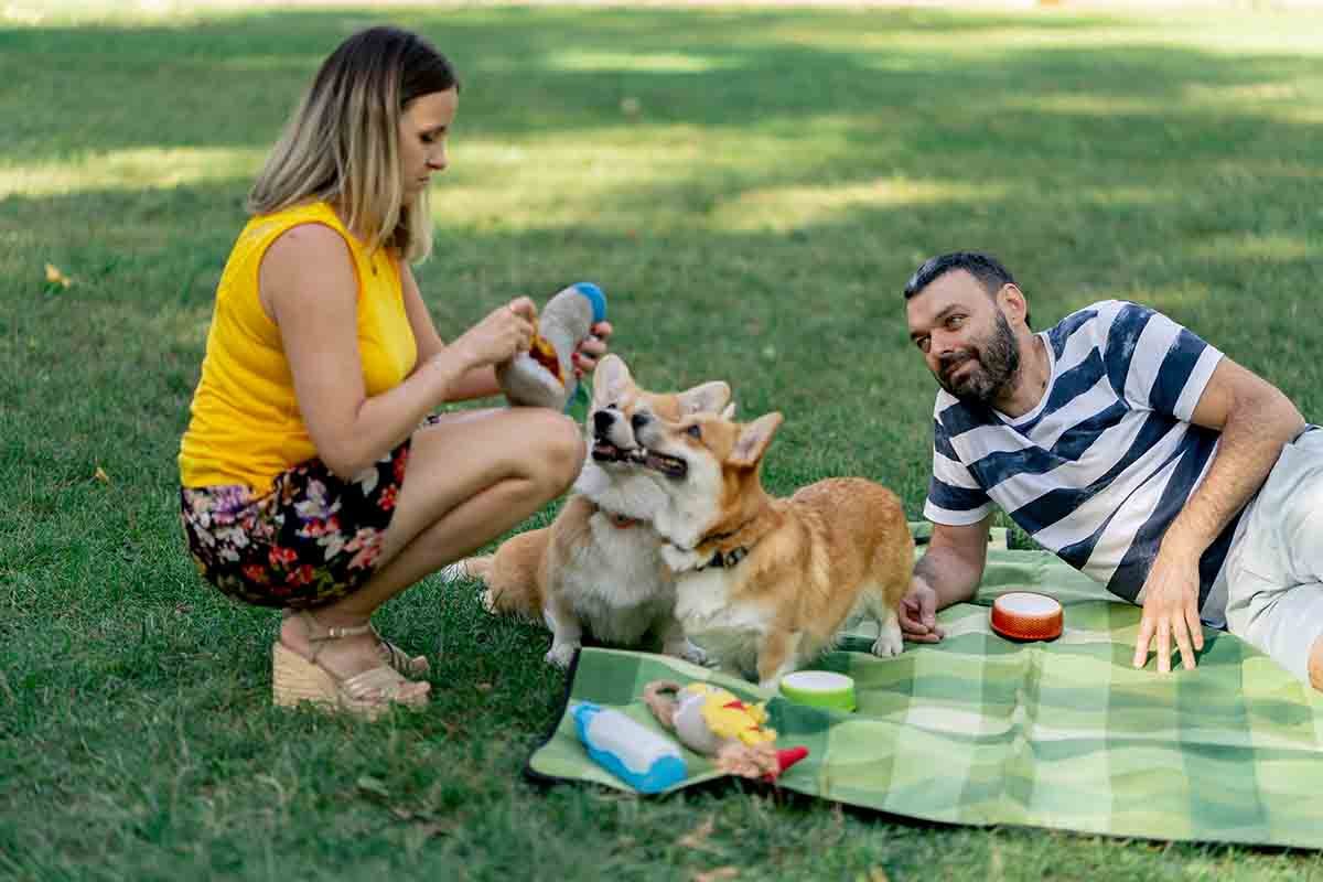 ConociendoPerro's tweet photo. El verano llegó y con él, las ganas de salir de aventura con nuestro peludo. ☀️🐾 Pero el calor intenso puede ser peligroso para ellos. 
#VeranoYMascotas #CuidadoDeMascotas #GolpeDeCalor #PerrosDeVerano 
https://t.co/8b9BusFgRo https://t.co/EdF0ArJqJu