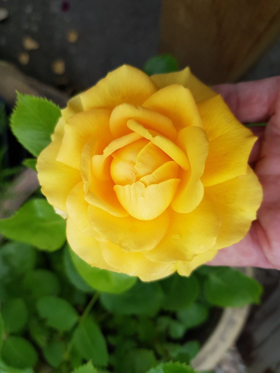 YLeafLab's tweet photo. I have such a soft spot for these Danish Gold Roses. 
Instant smile makers. They have a wonderful fresh, almost citrusy scent. 
I can't wait to see all the climbing roses take over the "Love seat" area of the allotment. It will feel like sitting inside of a bouquet of flowers. https://t.co/0CuWHA7S1P