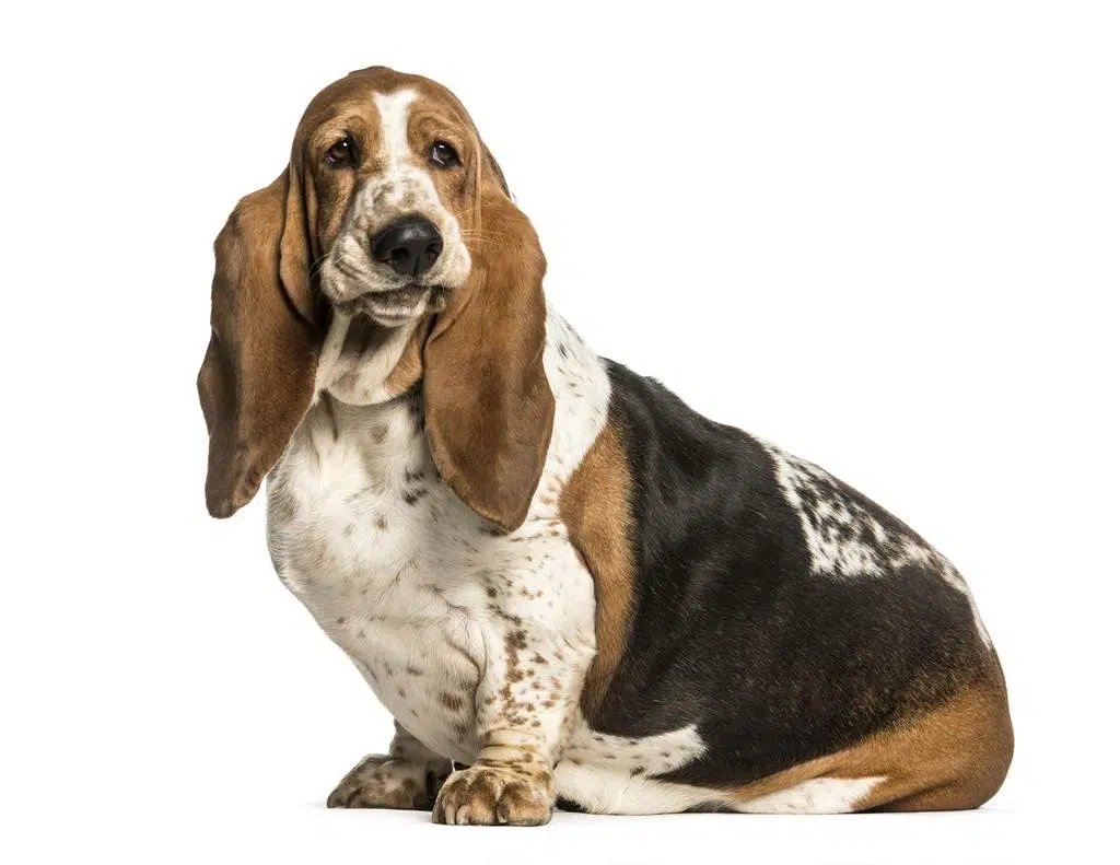 ConociendoPerro's tweet photo. ¿Ese adorable Basset hound que te roba el corazón con su mirada tiene necesidades especiales de salud? 🐕‍🦺
#BassetHound #SaludCanina #PerrosConCarácter #CuidadoDeMascotas #RazasDePerros 
https://t.co/WN8wfwUini https://t.co/Sr4IVGfnFE