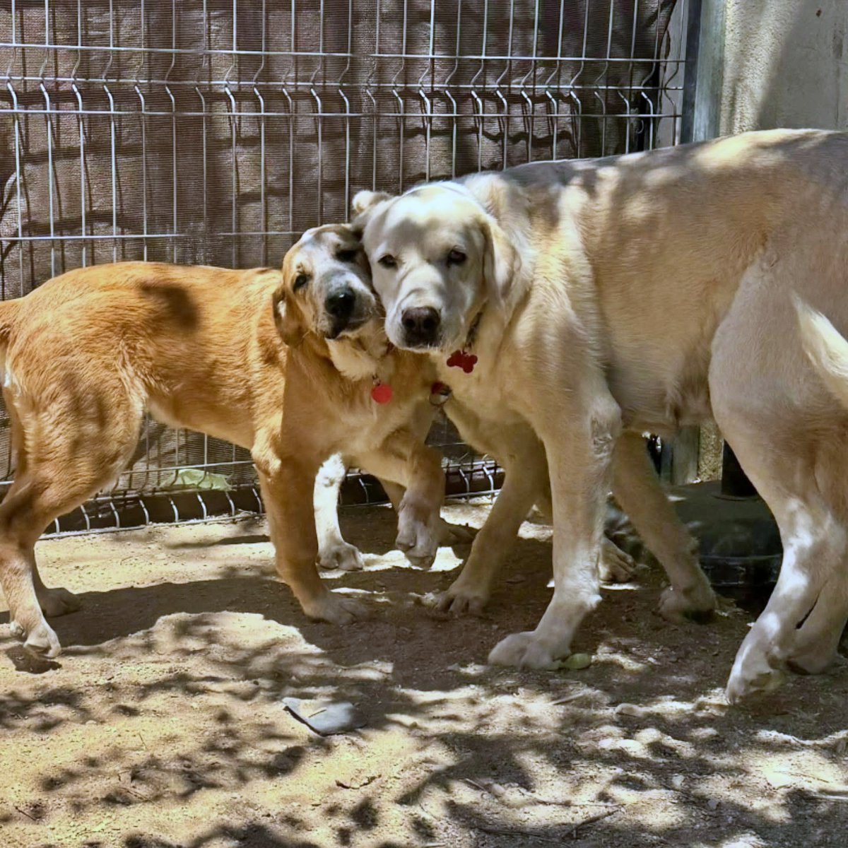SosAbuelos1's tweet photo. #MADRID
Soportando como pueden estos calores, pasan los días en residencia esta pareja tan tierna. Ellos son #DONUT (de casi 5 meses) y su mamá de 9 añitos #DELIA

Buenísimos y sociables, ¿te atreves a una sobredosis de amor??

Contacto: adopciones@axlamadrid.org https://t.co/dWTSdQIU6M
