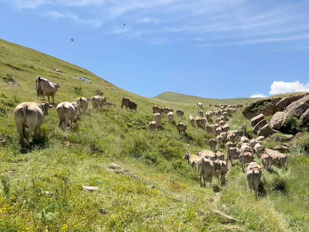 RadioSeu's tweet photo. La muntanya de #Llessui torna a rebre a l'estiu vaques i cavalls d'arreu del #Pirineu. #PallarsSobirà #ramaderia 📷ACN @martalluvich + informació: https://t.co/Yd9vbFtK1C https://t.co/OMhPS4FtvB