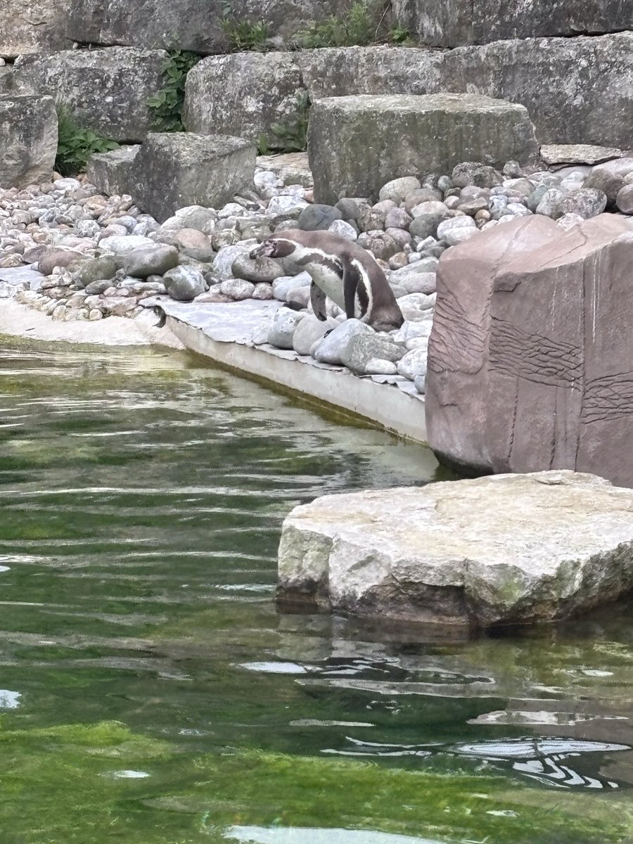 stitch_32's tweet photo. PENGUINSSSSSS https://t.co/UXIojE0vlR