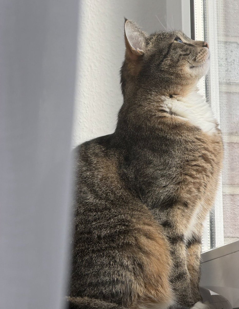 milo😼 tweet media