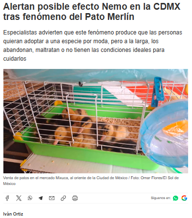 YoAmoaLaCiencia's tweet photo. También quiero mi pato mundialista: venta ilegal de animales y autoridades que se lavan las manos

“Siempre hay alguien que se dedica al halconeo en estos tianguis. Cuando van las autoridades meten las cajas de los animales debajo de las tarimas y la autoridad no encuentra nada al final. Si pasa con especies exóticas, qué no pasará con los patos”.

Les comparto una entrevista que muy amablemente me realizó el periodista Iván Ortiz para El Sol de México, donde platiqué un poco sobre que existe una alta demanda de aves de pluma blanca en la CDMX. 

Para ser usados en rituales y que se venden sin ninguna consecuencia en internet y se entregan a domicilio. 

El negocio de venta de patos ya existe en la CDMX, solo que ahora se estarán vendiendo patitos en tianguis, mercados y todos los lugares en que las autoridades de Brugada ponen pretextos para trabajar. 

Como es el caso de Ana Villagrán, titular de la Agencia de Atención Animal, quien también fue entrevistada para este artículo y que a casi dos años en su cargo dijo: "No contamos con datos sobre cuántos espacios venden estos animales en la capital". 

A pesar de que una de las atribuciones de AGATAN es coordinarse con otras dependencias y solicitar acciones de verificación y vigilancia en materia de protección animal.

Su respuesta fue señalar a la Brigada de Vigilancia Animal, los cuales ya debería de saber a estas alturas que se puede coordinar con su titular Mónica Ballesteros Garduño para hacer un operativo.

También le echó la culpa a la Procuradora Mariana Boy sobre el el tráfico de animales en la CDMX

“Ya le hemos dicho esto a Mariana Boy, titular de la Procuraduría Federal de Protección al Ambiente (Profepa), pero no hemos logrado tener comunicación para poder actuar.”  

¿Así la autoridad de Brugada solicitó coordinación con una procuraduría federal para rescatar animales?

¿Qué ha hecho AGATAN para identificar puntos de venta o coordinar acciones con otras autoridades?