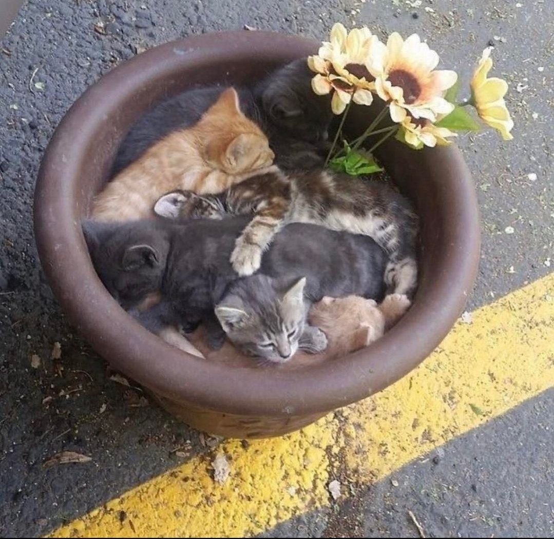 Sfigatto's tweet photo. COME SI CHIAMANO QUESTI FIORI? https://t.co/eKoeLiWIeH