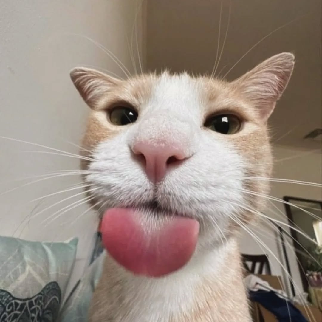 Punch Cat tweet media
