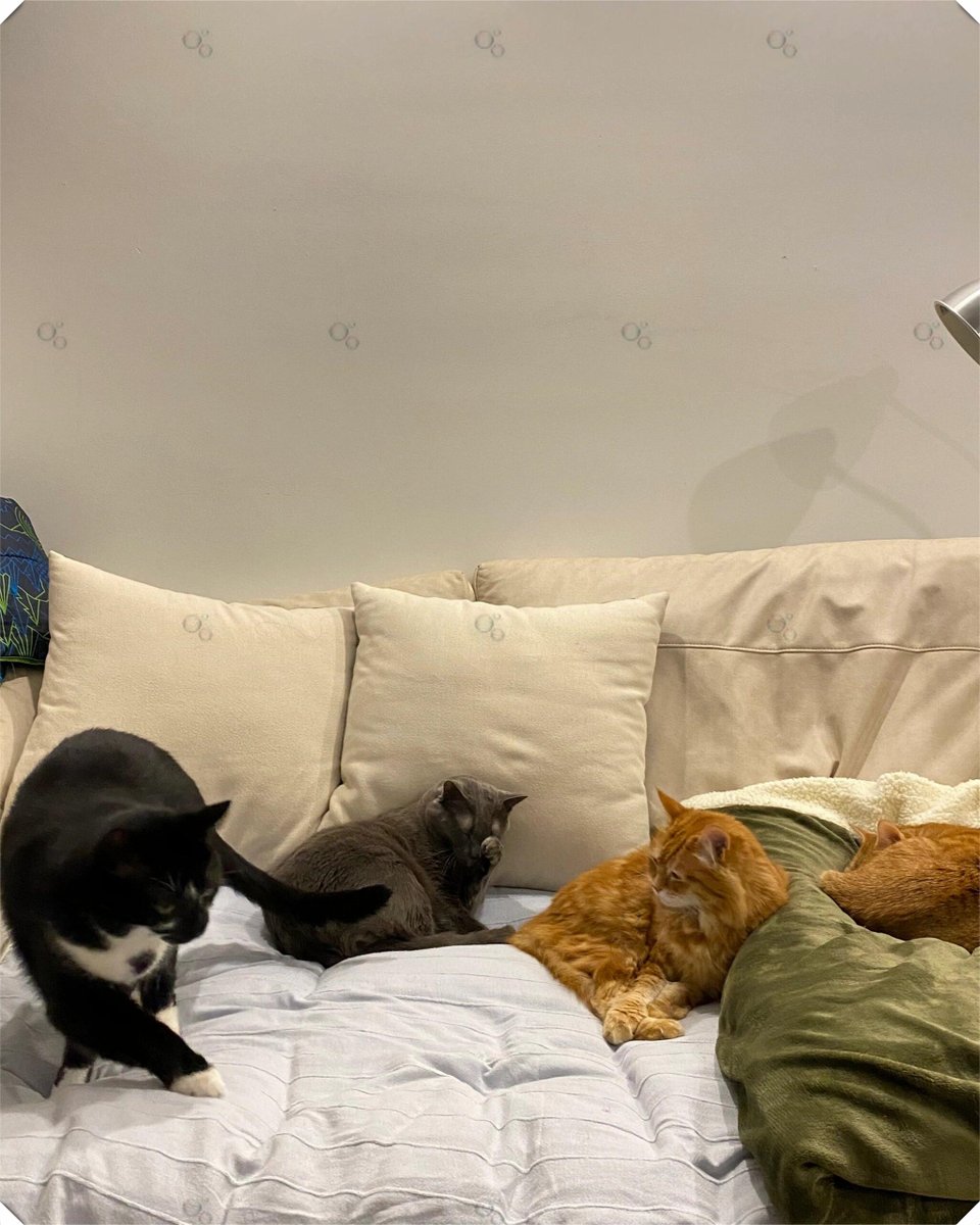 layko_t's tweet photo. My lazy Sunday just got perfect: warm tea, a fuzzy blanket, and a silly cat napping on my laptop. No plans, just cozy vibes at home. https://t.co/YwbzfBE1Lm