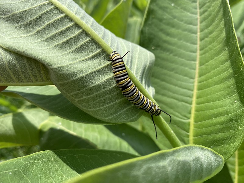 ComEd's tweet photo. We’re celebrating the start of Pollinator Week! 🐛 Pollinators come in all shapes, sizes and colors, while thriving across our 500+ acres of native prairies. From bees and butterflies to caterpillars, these hardworking species move pollen between similar flowers to help fertilize, grow and sustain ecosystems. These small but mighty creatures have a huge role in building and strengthening natural habitats in our territory.
