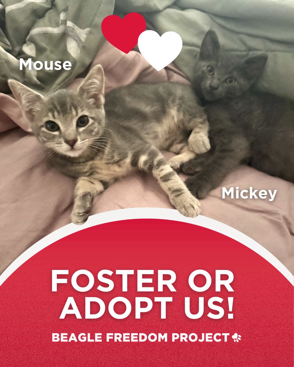 beaglefreedom's tweet photo. #MatchMakerMonday: Mickey &amp; Mouse! 🐱

❤️Mickey (8 weeks, M): Independent, cuddly, great w/ dogs &amp; cats.  
❤️Mouse (7 weeks, F): Gentle, affectionate, great w/ dogs &amp; cats. 

📍Los Angeles

Apply to foster or adopt at https://t.co/B0Pzonj3u5 ✨ https://t.co/NnAp20GOS3