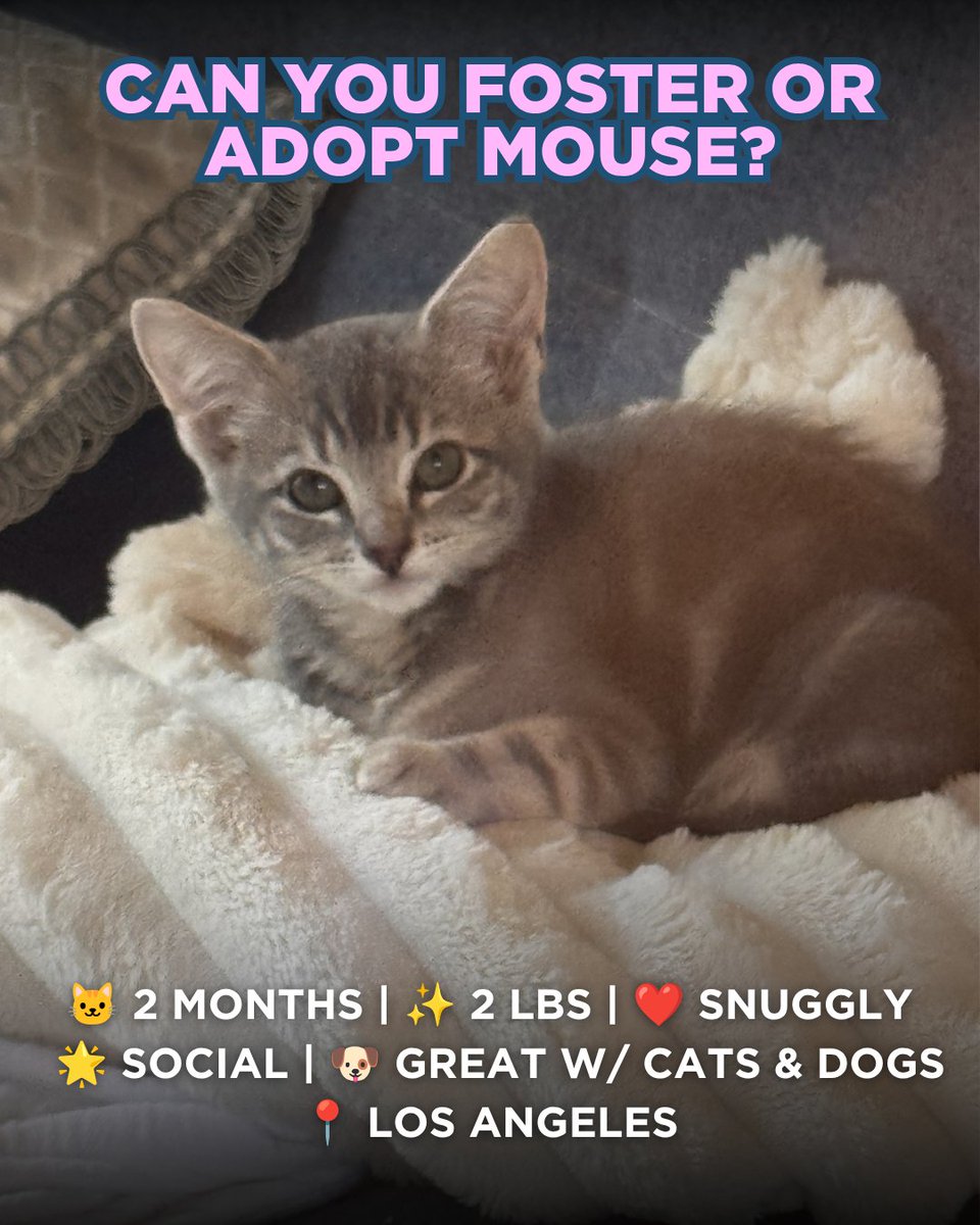 beaglefreedom's tweet photo. #MatchMakerMonday: Mickey &amp; Mouse! 🐱

❤️Mickey (8 weeks, M): Independent, cuddly, great w/ dogs &amp; cats.  
❤️Mouse (7 weeks, F): Gentle, affectionate, great w/ dogs &amp; cats. 

📍Los Angeles

Apply to foster or adopt at https://t.co/B0Pzonj3u5 ✨ https://t.co/NnAp20GOS3