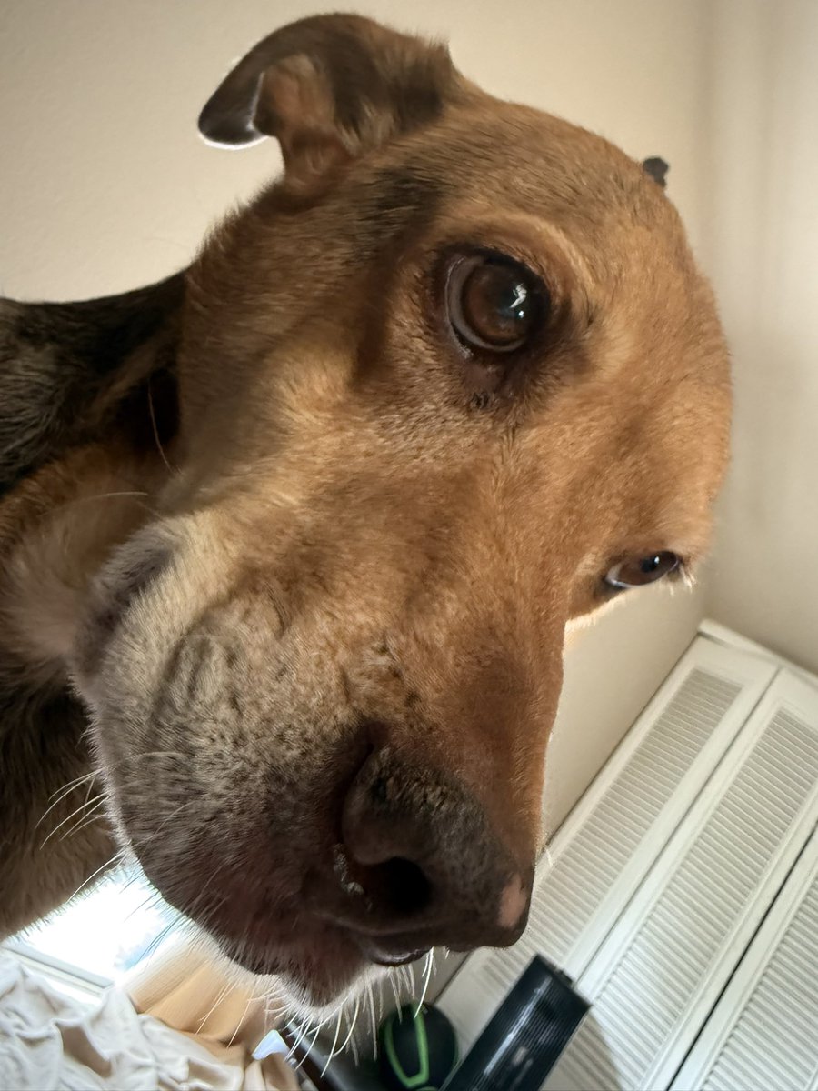 antvreal's tweet photo. I lost my baby girl last week and boy am I absolutely positively devastated. Everybody says they have the best dog but I genuinely truly did. She was perfect. RIP my love, I’ll love you forever. https://t.co/vdHmKBcwj5