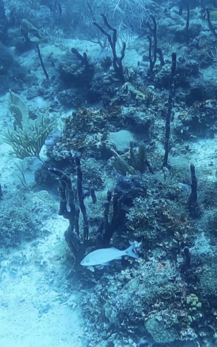 VagamundosViaje's tweet photo. Nuestro #viaje a #republicadominicana fue la excusa definitiva para lanzarme por fin a #bucear en el mar ¡y así de bien resultó la experiencia! https://t.co/O7Fxxt916J https://t.co/QZEZX4Uz6r