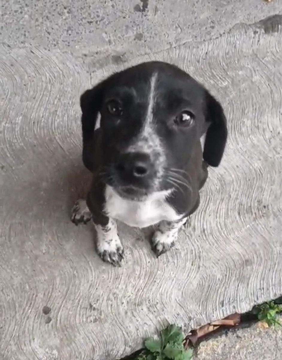 VIBRAmascotas's tweet photo. Amigos necesitamos de su apoyo para está nena , ya tiene adoptante Pero necesitamos llevarla a su nuevo hogar. Está muy lejos y saben que no contamos con vehículo, se tiene que trasladar el sábado en la mañana. 
Urge reunir $1600 pesos para su traslado
Puedes donar $50 pesitos? 
Aydala a llegar con su familia 🙏🏼🙏🏼🙏🏼
BBVA 
Diana Carolina Rosales Pérez 
4152314199269617
Clabe 012180015995475465

Spin Oxxo 
4217 4700 5339 4454
#todosuma #rt #ayuda