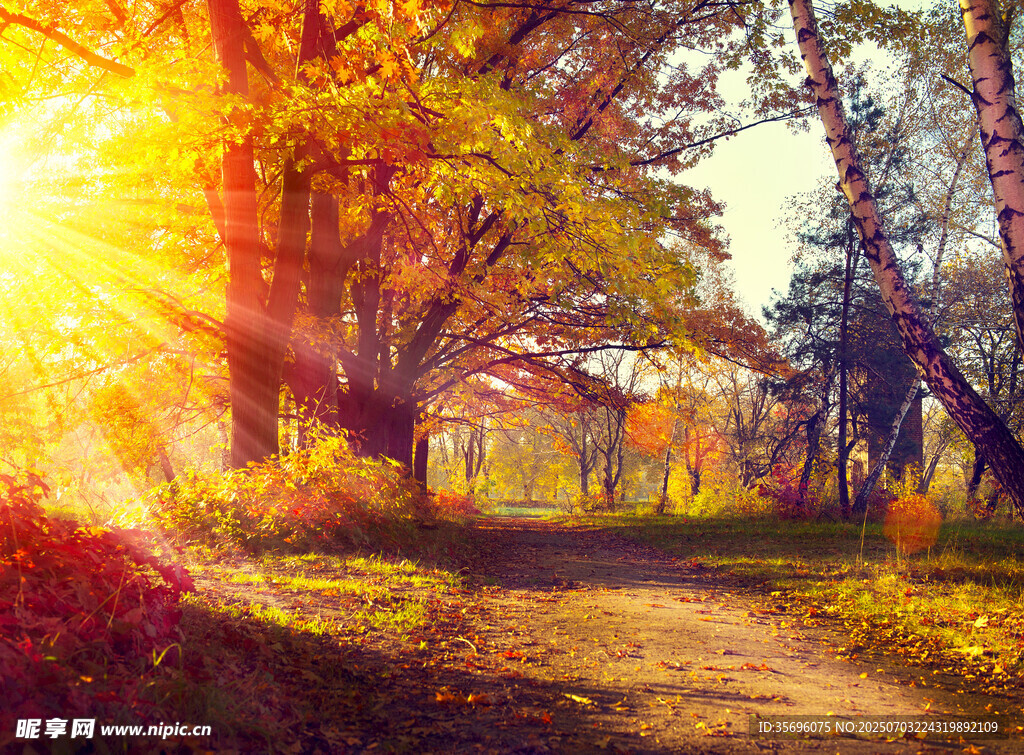 movie_loop's tweet photo. Wow, golden autumn sunlight filtering through maple leaves = perfect morning vibes! https://t.co/xnlppopbdf