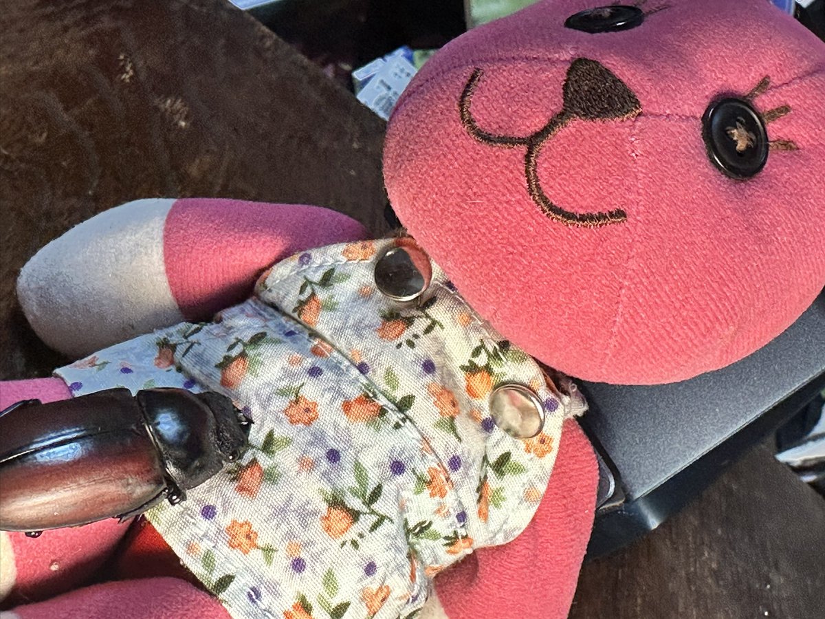 fukumiyarumi's tweet photo. #おせきはん →お
#チンキ →チ
お チンキ!
モデルやりはじめたの?同居人のモデルならブラック会社よりまっくろなんだからね!キチンと雇用契約結んだの?
チ モデルしたら胸元ストーカーさせてくれるし、高待遇なのよ。知らないの?
お …世間知らずめ!
#postpet #幸福のテディベア #クワガタ https://t.co/630Y7JuKaK