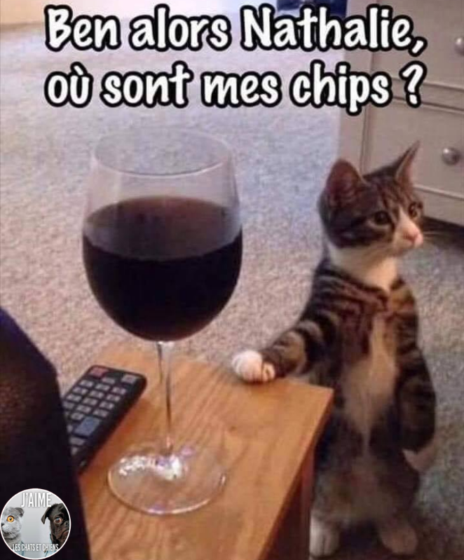 BeguinChat's tweet photo. 😂🤣😂😋
#chat #chats #chaton #chatons #funnycat #funnycats #felin #gato #gatos #gatto #minet #bouledepoil #kitten #kitty #mdr #lol #marrant #humourchat #humourchats #chatdrole #katze #rigolo #marrant https://t.co/NnHp4AAKsY