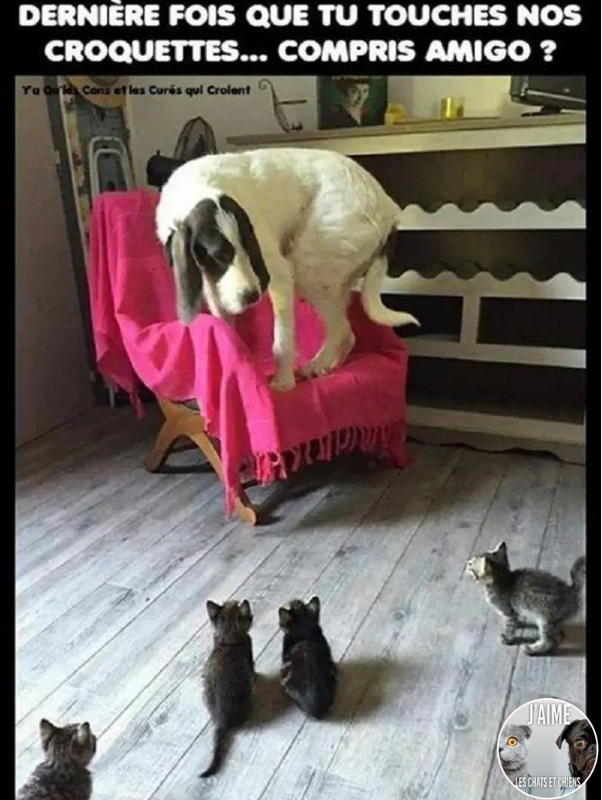 BeguinChat's tweet photo. 😂🤣😂😋
#chat #chats #chaton #chatons #funnycat #funnycats #felin #gato #gatos #gatto #minet #bouledepoil #kitten #kitty #mdr #lol #marrant #humourchat #humourchats #chatdrole #katze #rigolo #marrant https://t.co/Zcw6pwDaBH