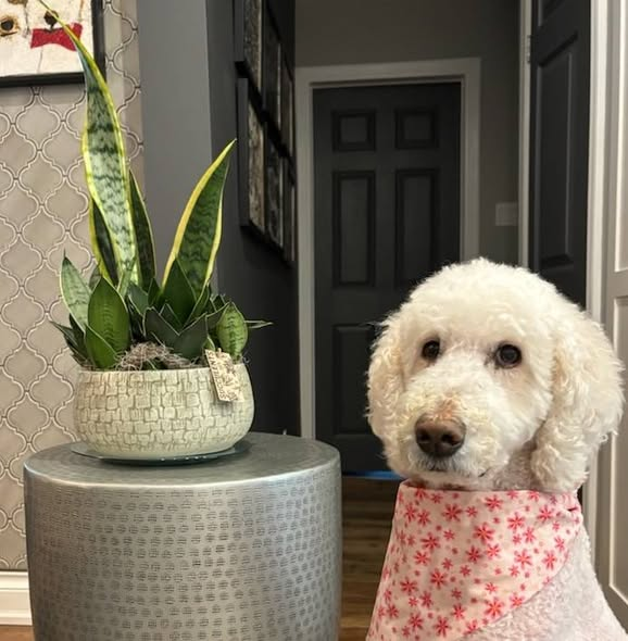 DoodleNessa's tweet photo. Losing Nessa left a massive void in our home, but seeing it filled with gorgeous flowers from so many amazing people has been deeply healing. Thank you all for wrapping us in love and keeping Nessa’s memory alive. 🙏❤️Nessa always stopped to smell the flowers🫶 https://t.co/4vtscVojqH