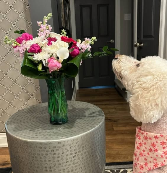 DoodleNessa's tweet photo. Losing Nessa left a massive void in our home, but seeing it filled with gorgeous flowers from so many amazing people has been deeply healing. Thank you all for wrapping us in love and keeping Nessa’s memory alive. 🙏❤️Nessa always stopped to smell the flowers🫶 https://t.co/4vtscVojqH