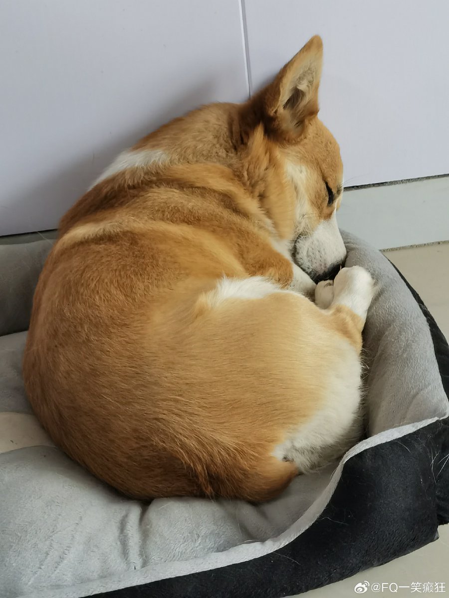 MycoseZ's tweet photo. My little furball just hit her 6-month mark! From a tiny squirming pup to a playful cuddle buddy in half a year  Best journey ever with my growing baby. https://t.co/Gr84C7d7SS