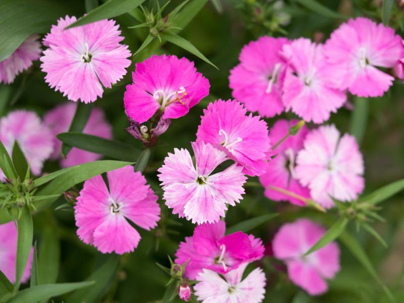 robben347's tweet photo. ☔️おはようございます🌿

6月23日の花はナデシコ（花言葉：純愛・大胆）
誕生石はパール（石言葉：純粋・健康）
今日はオリンピックデー 雨のしずくが静かに景色をやわらげる朝

今日お誕生日・記念日の方、おめでとうございます💐
やさしい雨音が心にそっと寄り添う一日になりますように✨ https://t.co/XxaGdSiY0d