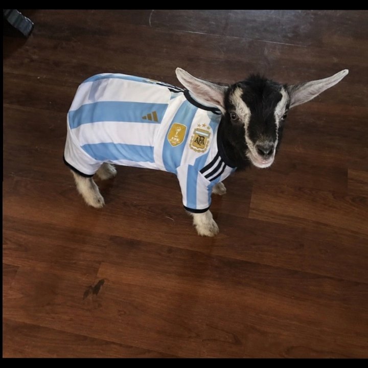 orizzii's tweet photo. Messi on every fans timeline right now😂😂😎 https://t.co/mA8foSU3Mp