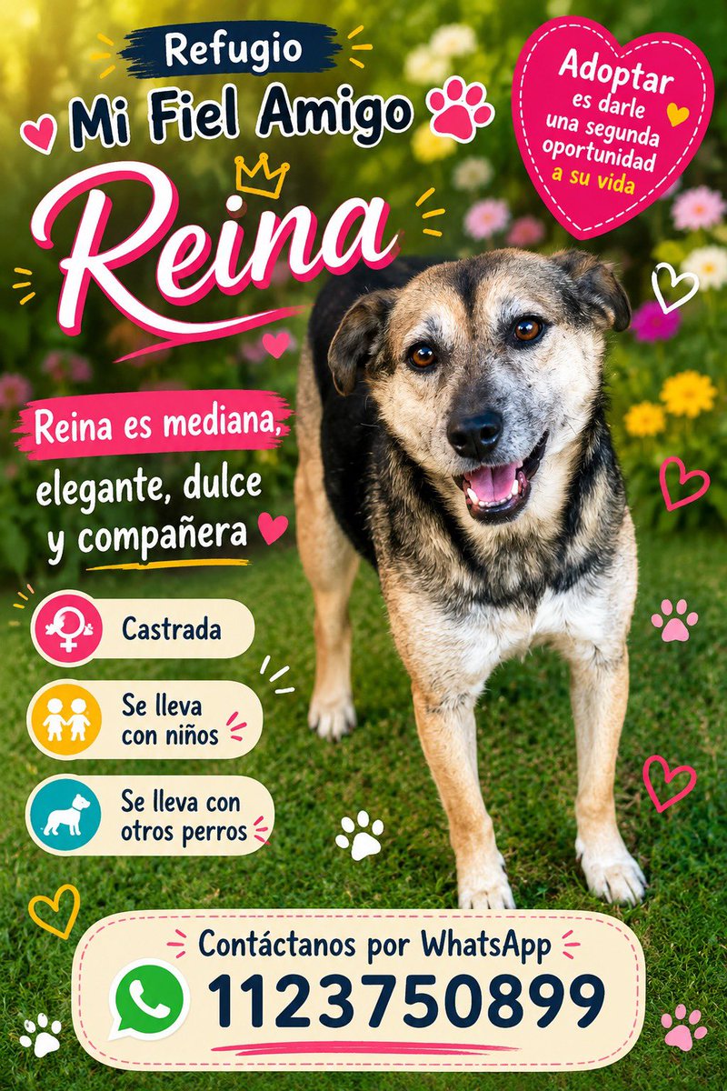 OMFA_Refugio's tweet photo. Cuando Reina pensó que todo estaba perdido fue cuando dejó de ser invisible!! Alguien la vio,ella estaba llena de sarna y muy desnutrida. Nosotros la ingresamos y se recuperó pero lleva ya 1 año en el refugio sin conseguir una familia.
Estamos buscando una familia para ella! https://t.co/laQKmKc1Ag