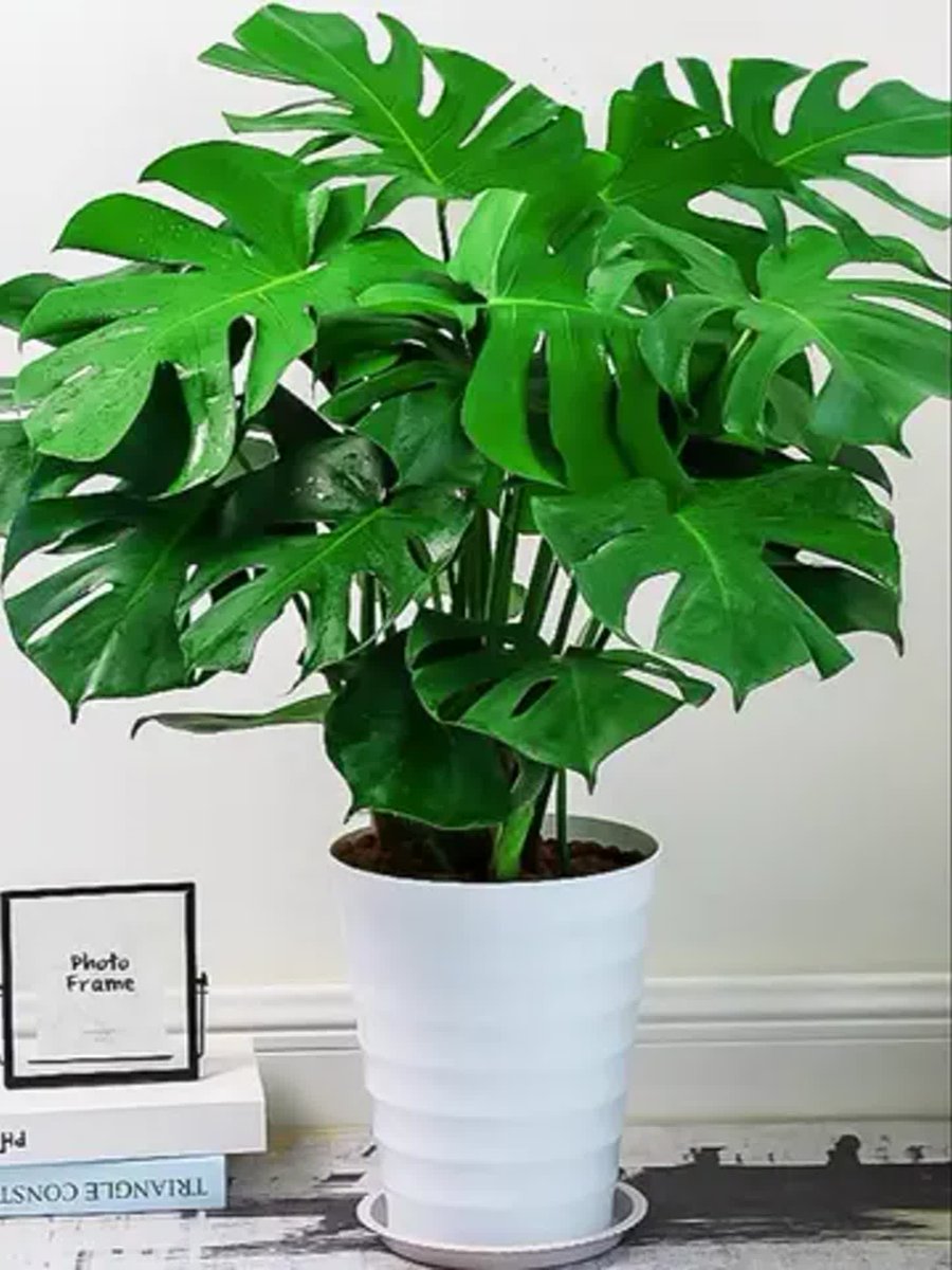 ALlYKRpRFYf18Un's tweet photo. Pro tip for happy houseplants! Water only when the top 2 inches of soil are dry—no overwatering, no underwatering. Your green buddies will thank you! #PlantCareTips， https://t.co/AkNQevqeKL