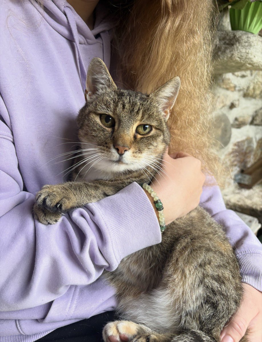 spdybuck's tweet photo. Neighbours at our cottage have a cat that always comes over to us when we are outside but my brother is allergic so he can’t really stand her. He was there alone today when a fox showed up and cornered him but luckily the cat showed up and scared the fox away. Our hero❤️ https://t.co/Wf8kEGk1EI
