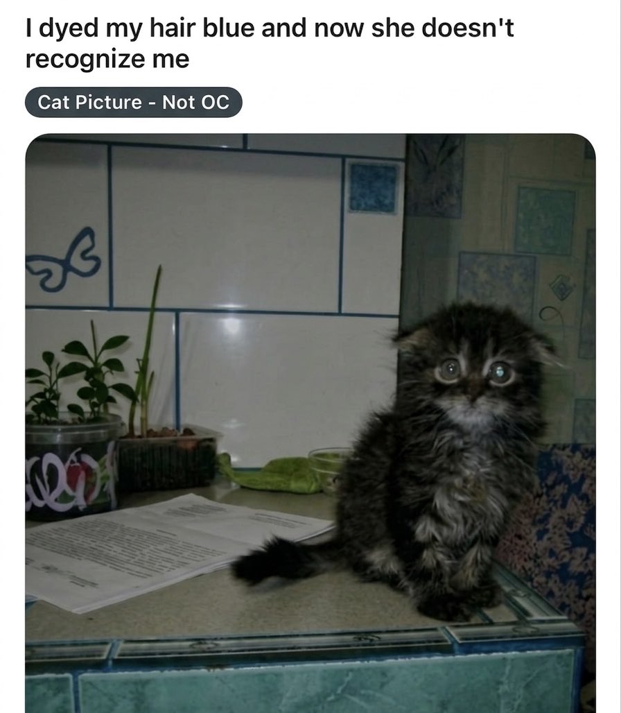 hardcatmemes's tweet photo. https://t.co/L8D5piI4bo