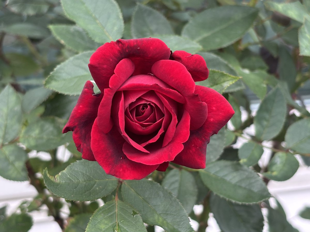 cococlover's tweet photo. @YoshikiOfficial @rosa_orientis Yoshikiさんの薔薇『紅』

#YOSHIKI
@YoshikiOfficial 🌹

#ロサオリエンティス
@rosa_orientis 🌹 https://t.co/Mtnk1ex35A