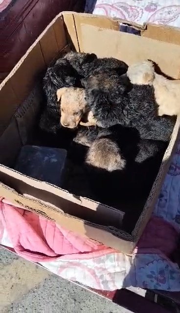 sol_palacios_m's tweet photo. Recuerdan a los cachorritos que abandonaron en la carretera en Lampa?hoy toca esterilizar a su mamita🙏 no ha llegado ayuda para ella, nos ayudan 🙏
Solange Palacios
Banco estado
Cuenta rut
17.376.209-7 https://t.co/7II2AmWB7r