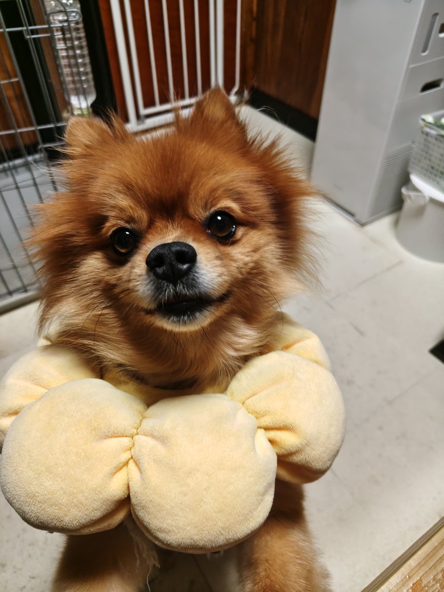AerialCorridor's tweet photo. 遊ぼ!🦊 https://t.co/XAgPCd9KjI