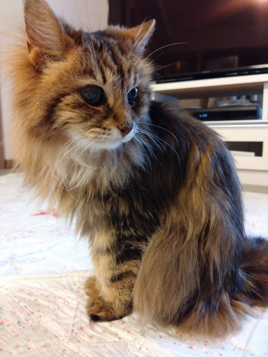 chakobox's tweet photo. おはようございます。
2023.6.23.のチャコマロンです😺

湿度が高いと息苦しくなりますね。
からっとした暑さの方が楽☀
今日も平穏に過ごせますように🍀 https://t.co/jczknR98Je