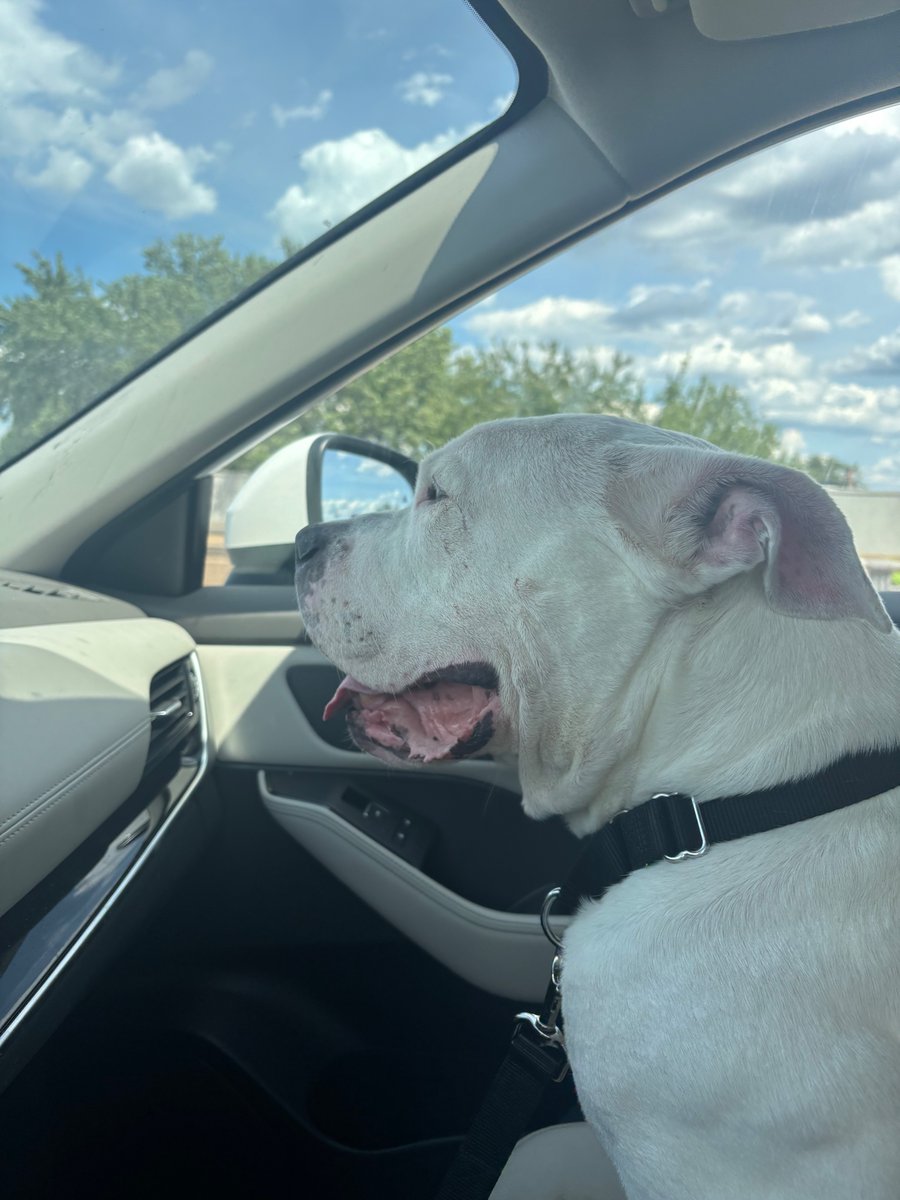 PoundHoundsResQ's tweet photo. Ghost the dog that was surrendered to the Philly ACCT with a GIANT hanging mass is #outtathestinkinshelter and with our great foster Andrea.

Ghost was a family pet for EIGHT years.  A loyal, laid back guy who showered his people with love. They didn't feel the same when they 1. moved 2. owners health concerns 3. dog health concerns.  

Which one or all three?  Doesn't matter anyway.  His life didn't matter to them.

Here he is on his freedom ride and we're giving him a few days to acclimate and decompress before he starts going to vets.

Thanks to all that pledged.