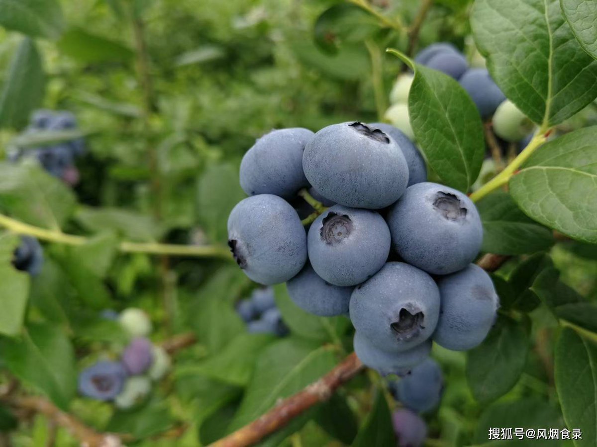 j4vcs2tr8p's tweet photo. Just tried the super plump wild blueberries from local farms! Burst with natural sweetness and zero bitter aftertaste—perfect for morning smoothies or snacking.  10/10 would repurchase! https://t.co/ZHUWqOwc1R