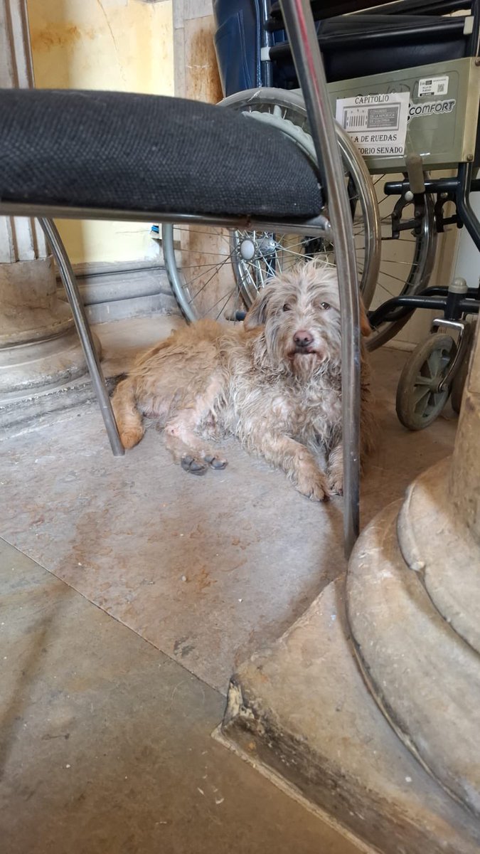 AngieChaparroS's tweet photo. 🆘 Ese perrito apareció hoy en el @CCongresoCol (Bogotá), si alguien lo reconoce o puede darle Hogar De Paso mientras se ubica su familia sería maravilloso: informes: 3212300111.
Mil gracias. https://t.co/03PxrlYvwu