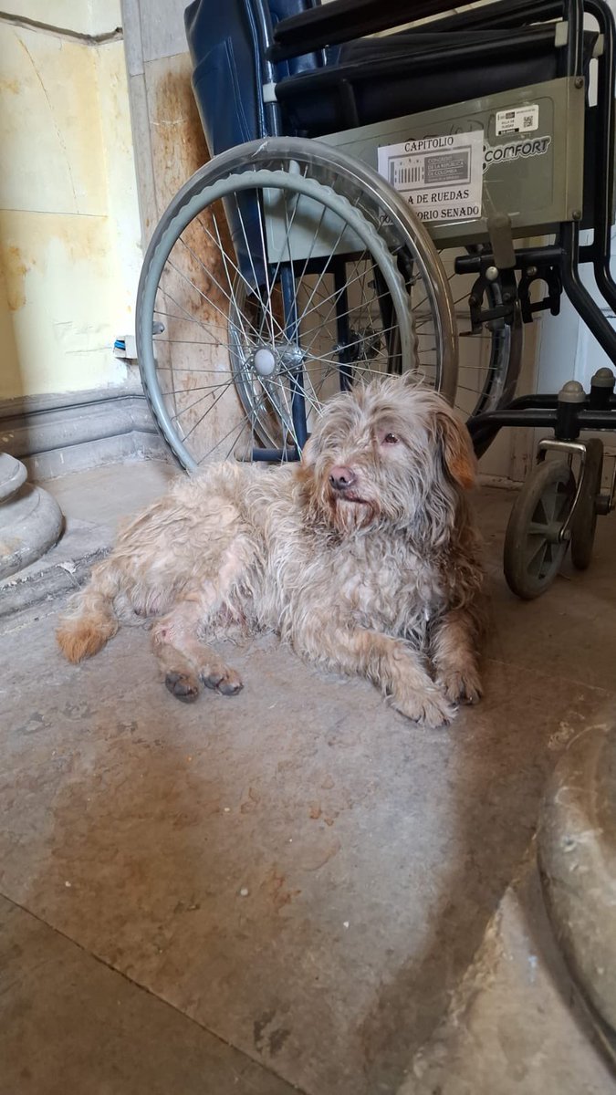 AngieChaparroS's tweet photo. 🆘 Ese perrito apareció hoy en el @CCongresoCol (Bogotá), si alguien lo reconoce o puede darle Hogar De Paso mientras se ubica su familia sería maravilloso: informes: 3212300111.
Mil gracias. https://t.co/03PxrlYvwu