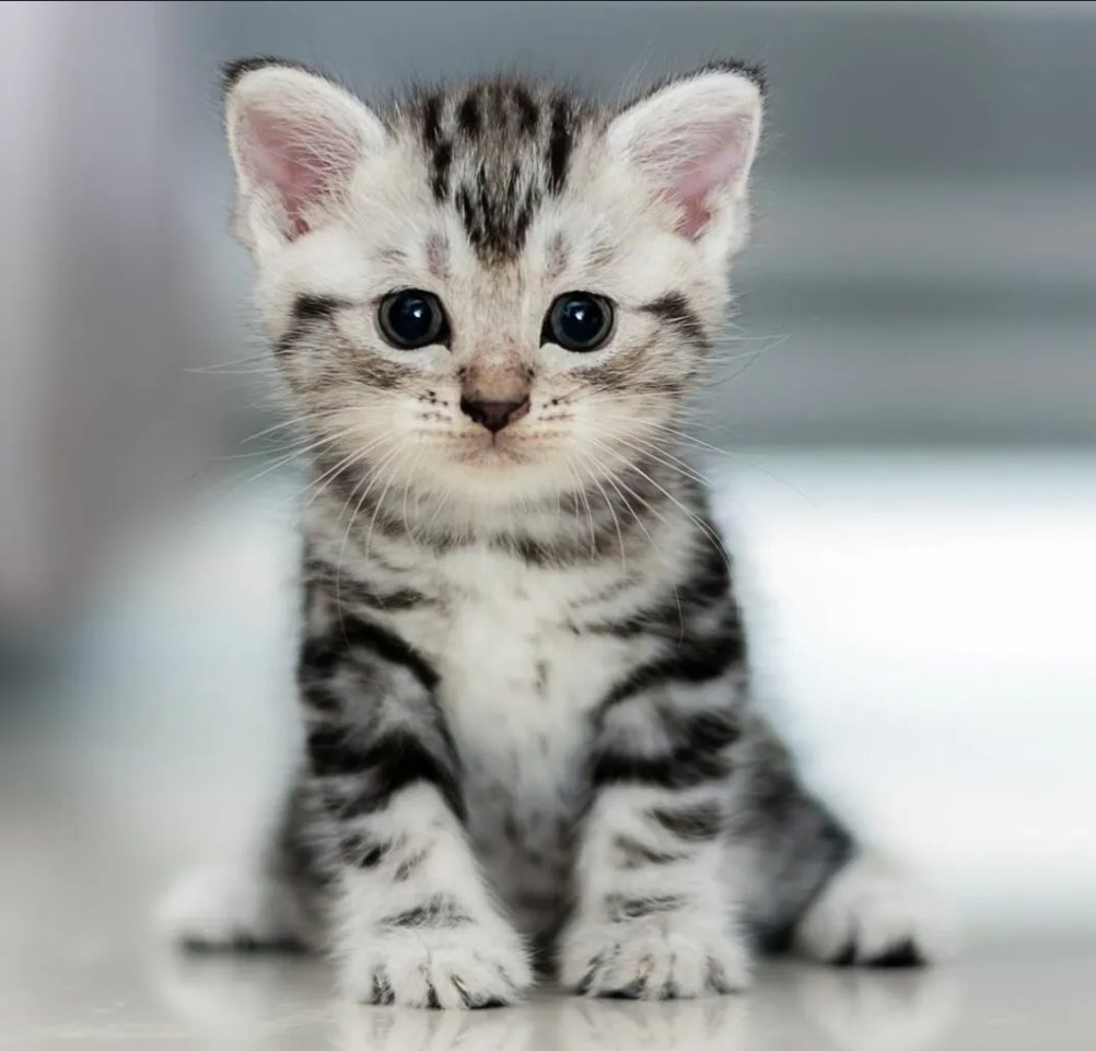 GOP__Ls's tweet photo. 🚨 The NRA chief set a kitten on fire after torturing it with his fraternity brothers.
 
Its paws were cut off before it was strung up and burned. https://t.co/o8DsgjLgxr