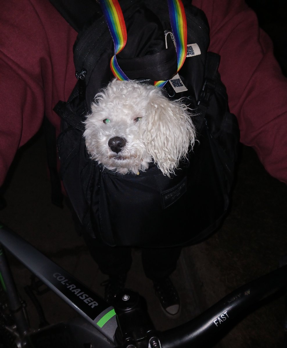 ailudixon's tweet photo. permuto caniche, le gusta andar en bici https://t.co/Lao2VrMlIo