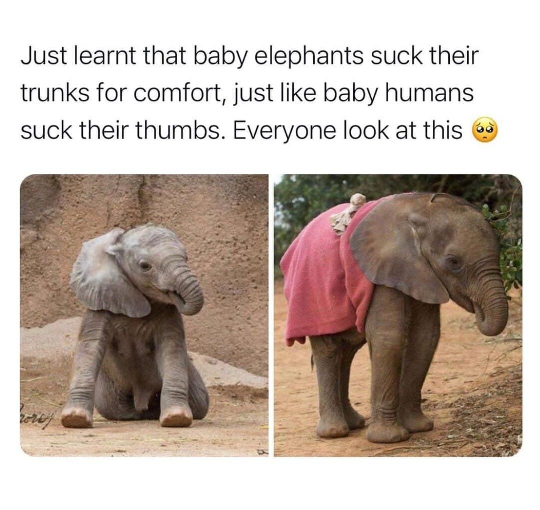 WholesomeMeme's tweet photo. https://t.co/ll6o3r9GaV
