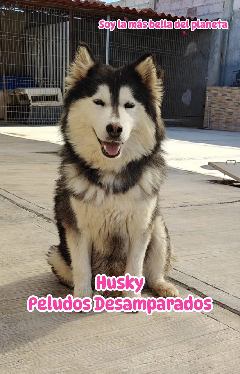 Peludos Desamparados tweet media